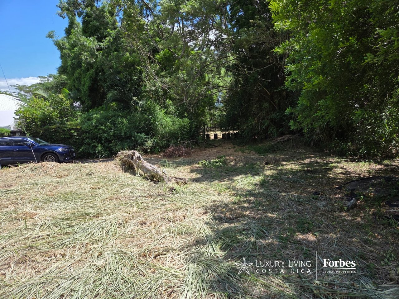 Cleared vacant lot bordered by dense trees, with cut grass and a fallen branch in the foreground.
