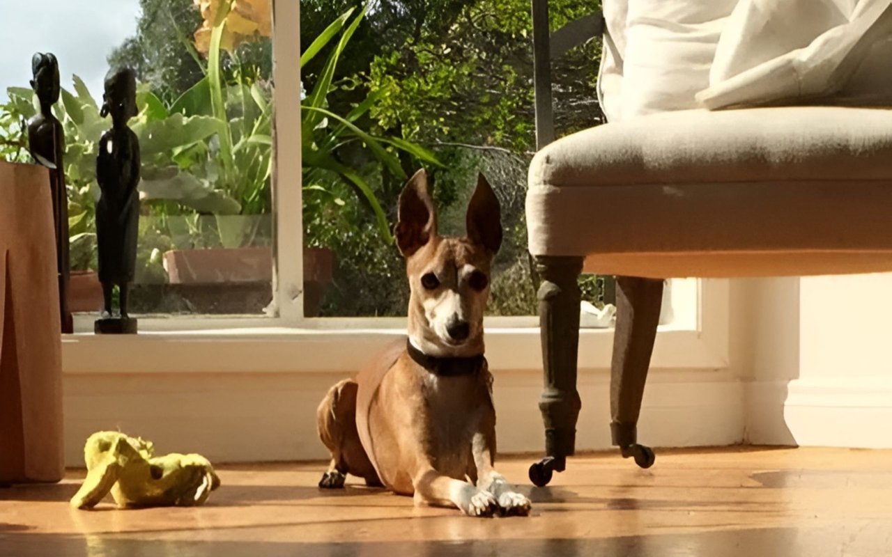 Rio the Italian greyhound lies beside a yellow toy on a sunlit wooden floor.