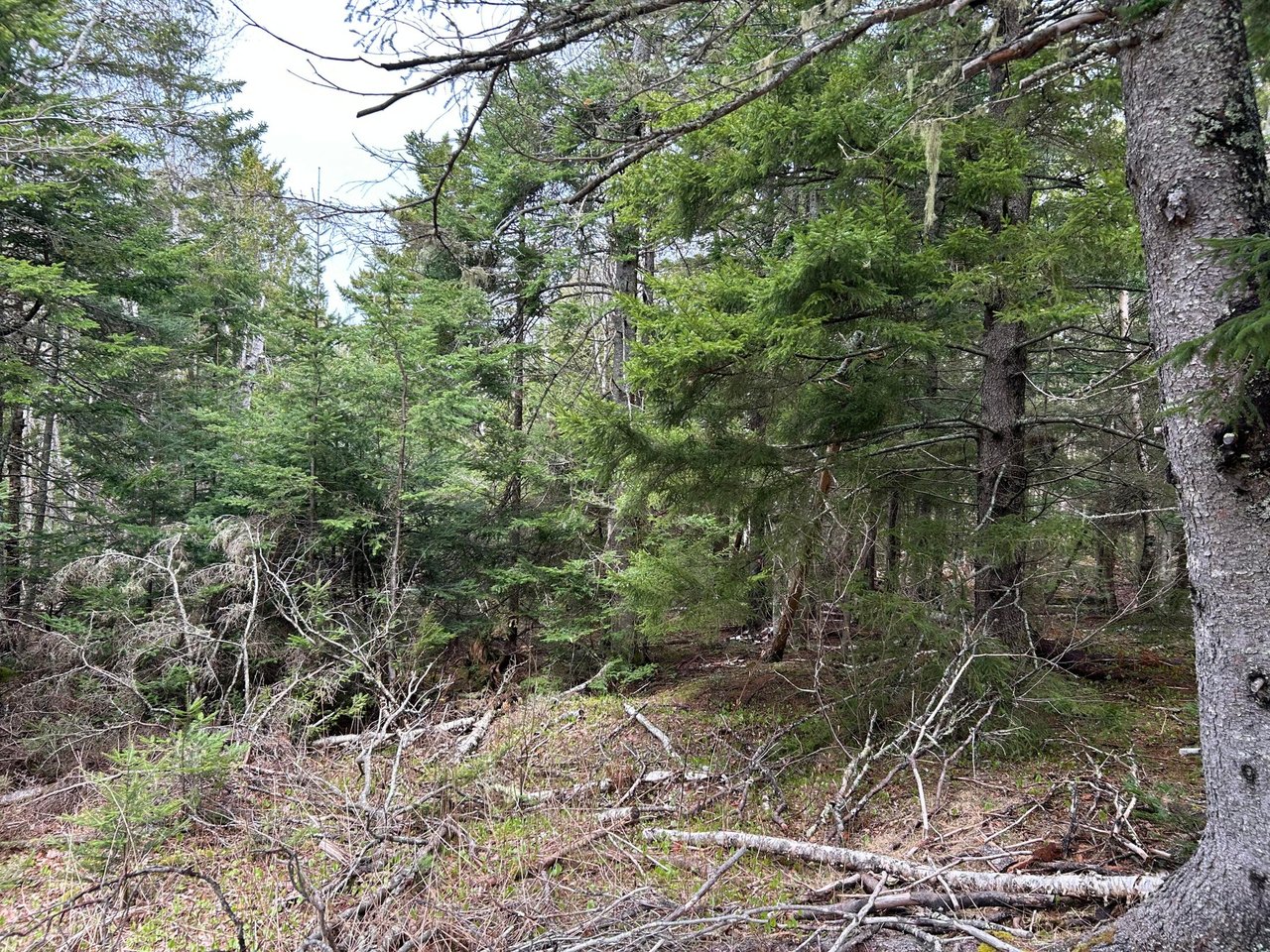 Lot 4 Julian Road Lubec, ME 04631