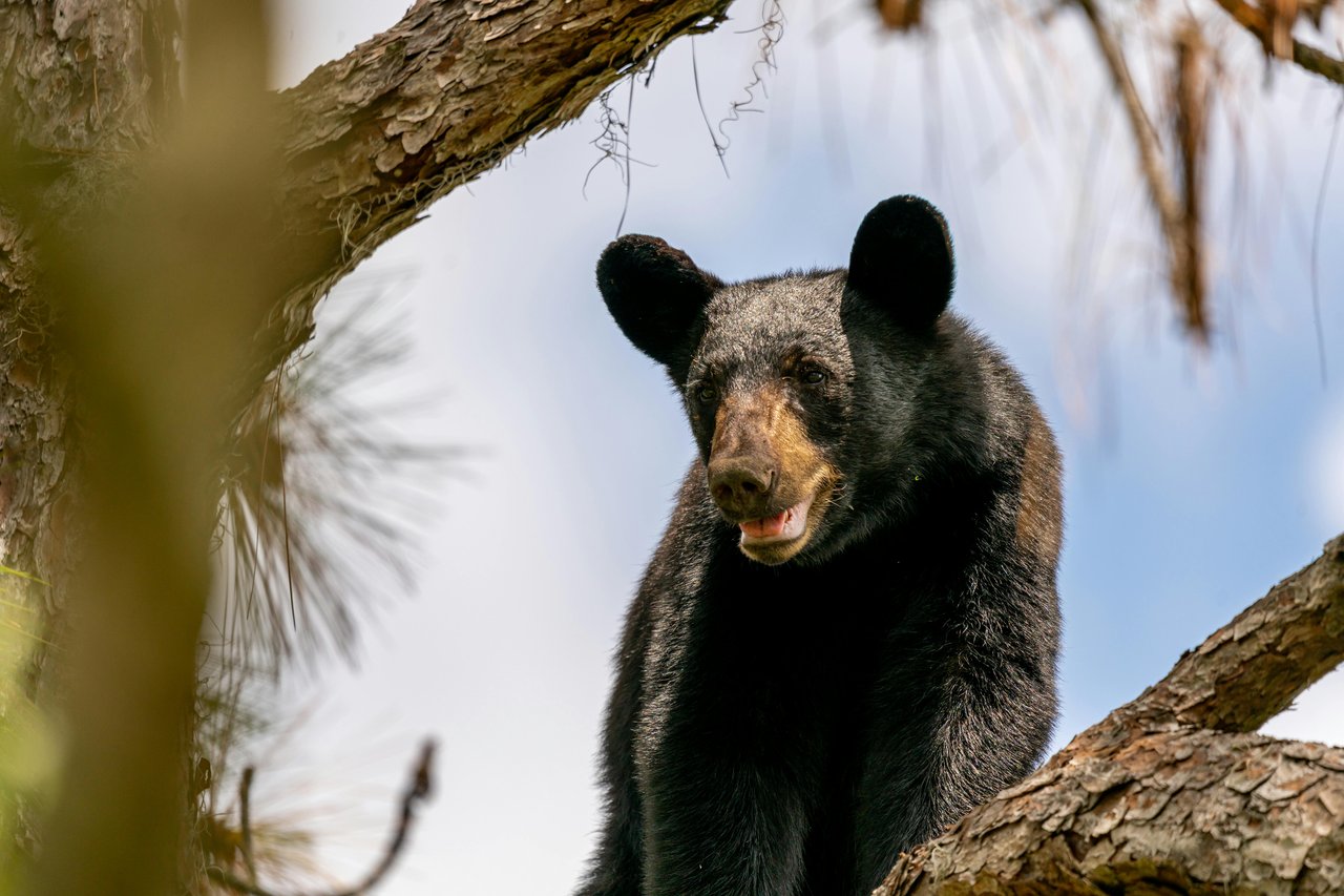 North Carolina Black Bears