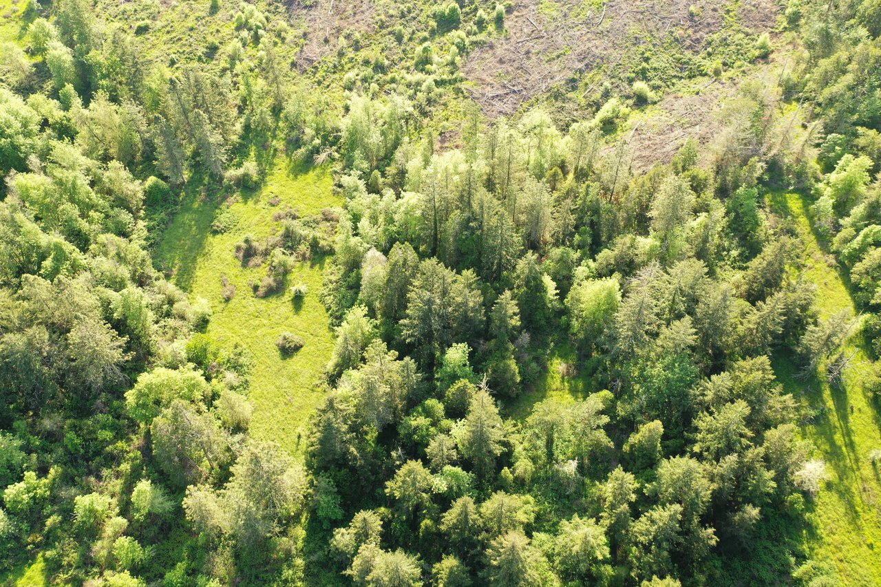 KIMBALL FOREST