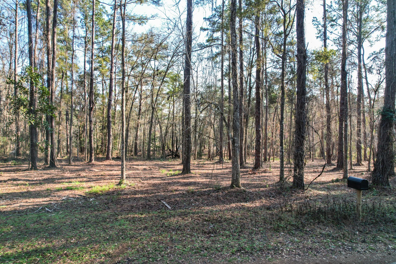 A serene forest scene with tall, slender trees casting long shadows on the leaf-covered ground. A solitary black mailbox stands in the foreground.