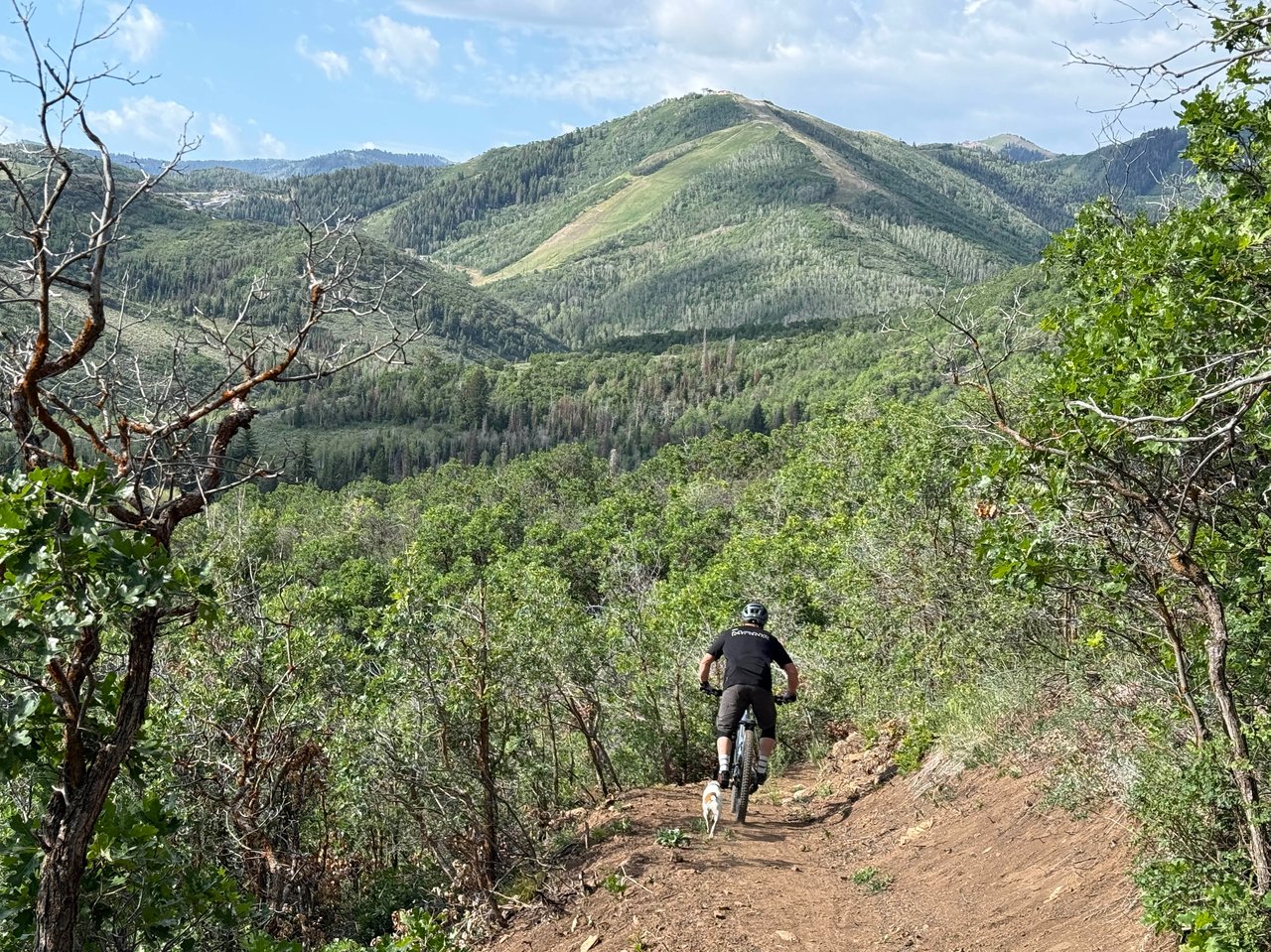 biking on a trail with a dog following in the mountains in park city
