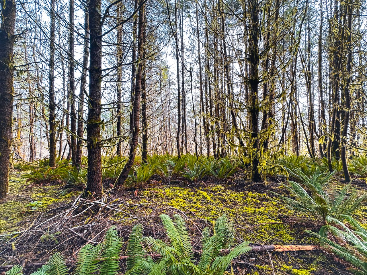 Waite Creek Woodlands