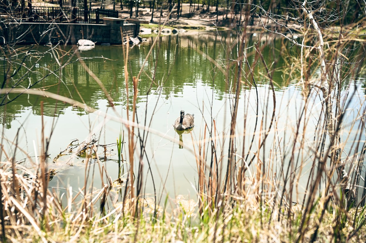 Among the Pines: Life in Black Forest, Colorado