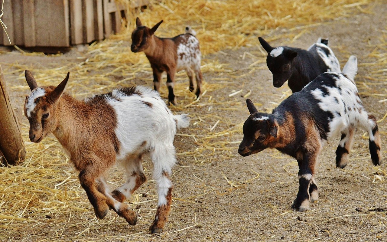 Herding Hope: How Laguna Beach’s Goats Safeguard Our Coastal Community cover