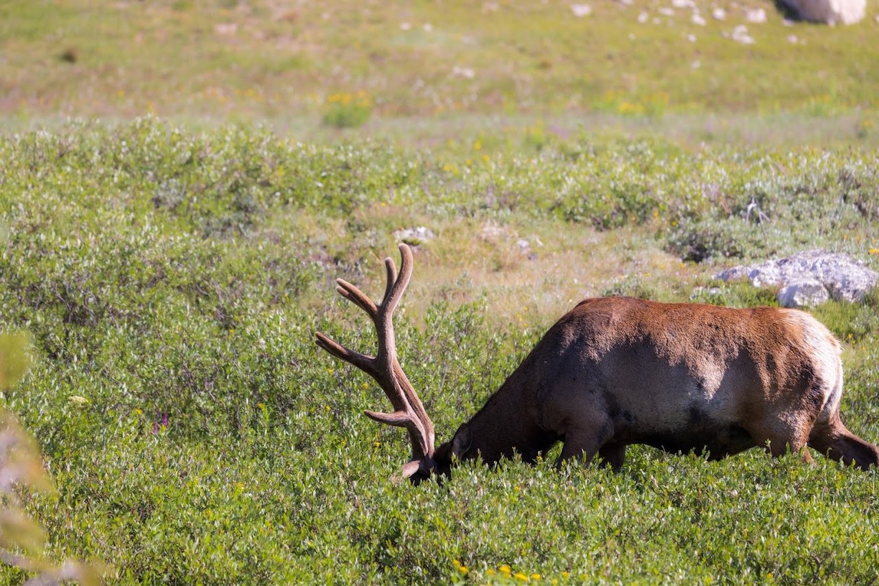 Driving Into the Wild: A Sensory Journey Along Old Fall River Road