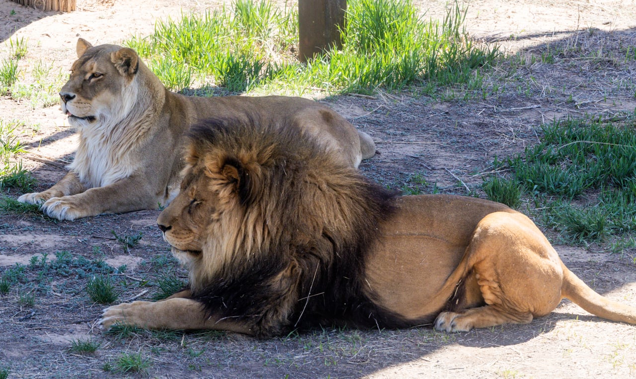 Into the Wild: Monica Breckenridge’s Unforgettable Journey at The Wild Animal Sanctuary Subtitle
