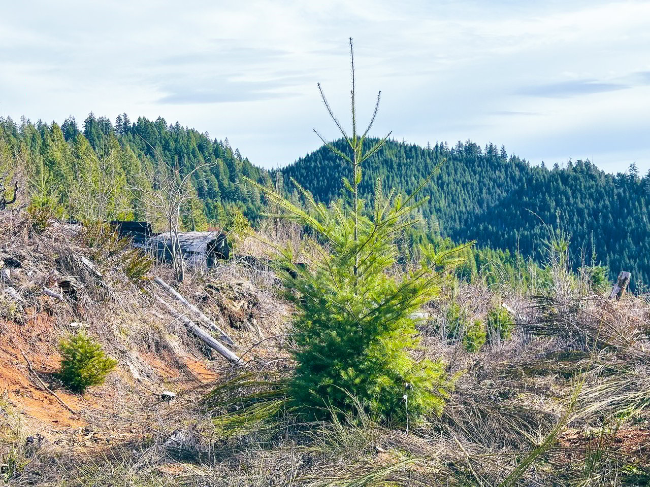 Smith River Back Woods