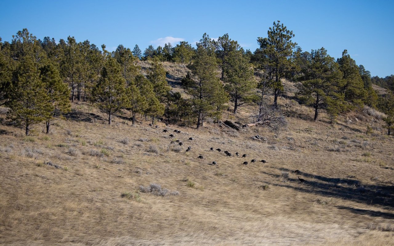Elk Rich Ranch