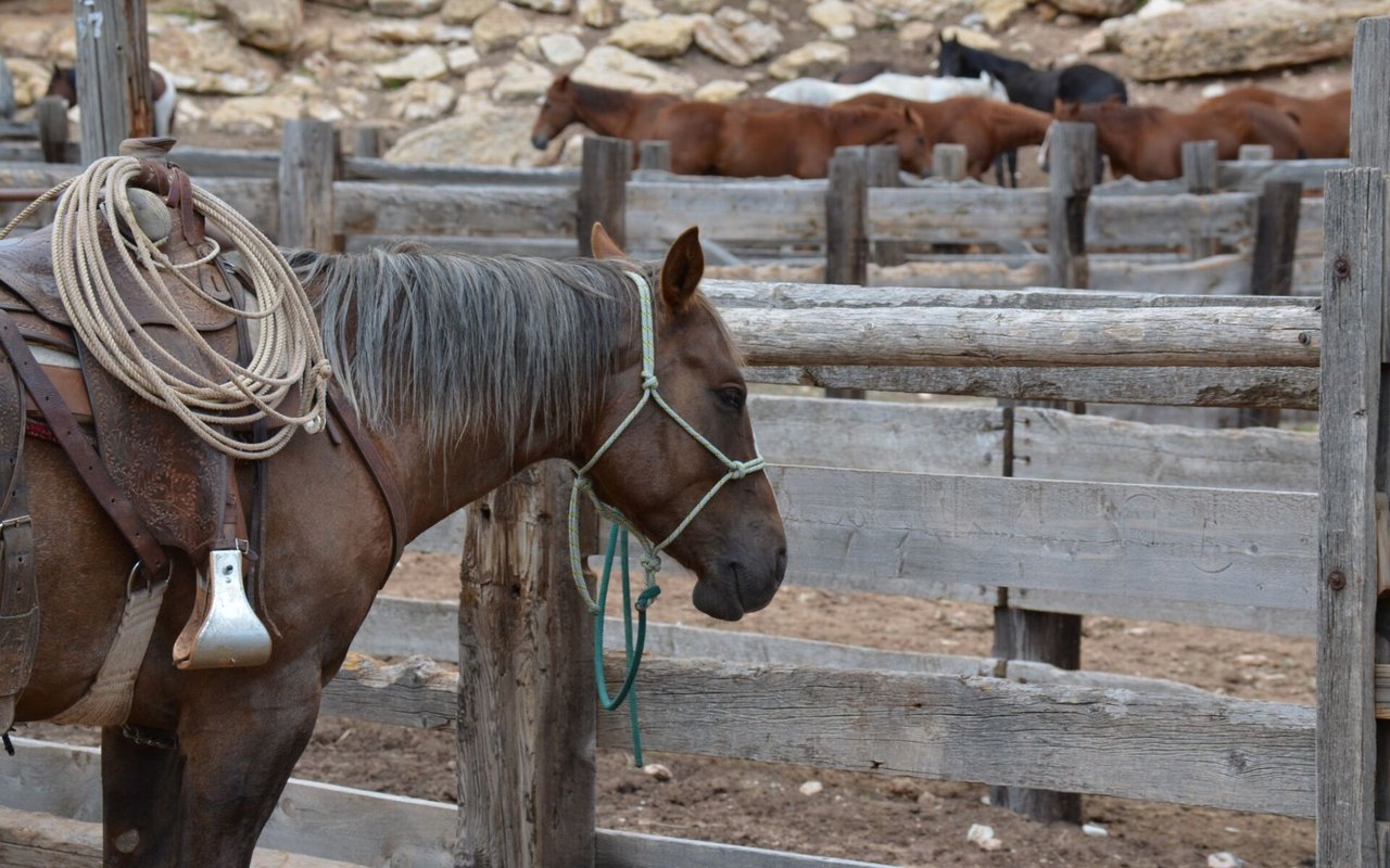 Western Colorado Ranches for Sale | Top Ranch Broker Jerad Cotten
