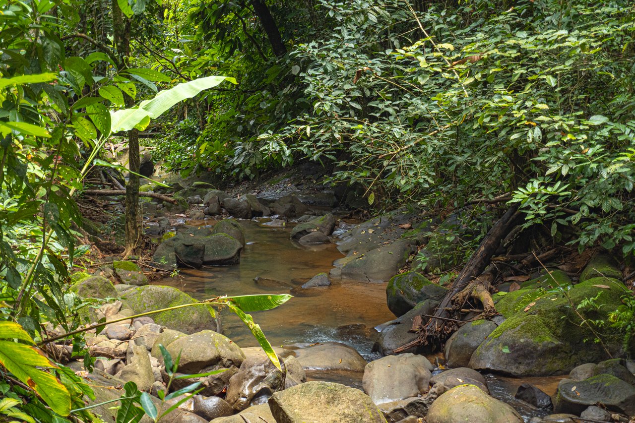 Serene Costa Rican Jungle Retreat with Waterfalls & Wildlife