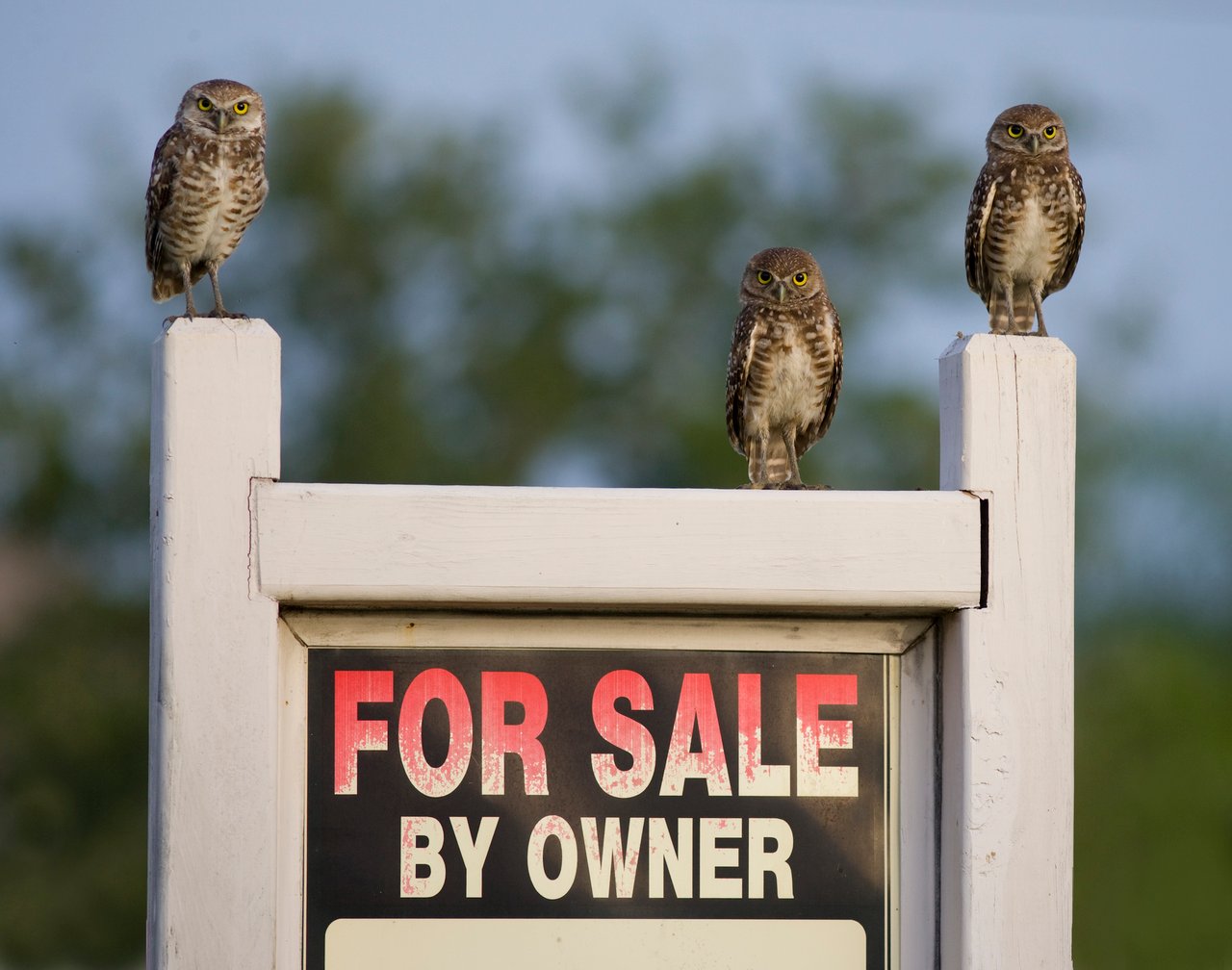 For-sale-by-owner sign with three owls perched along its top.
