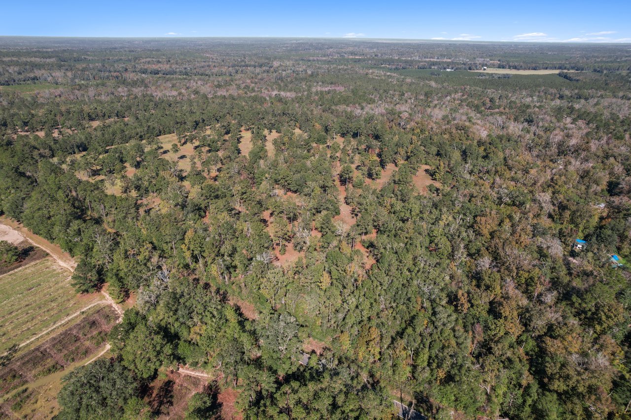 Aerial view of an expansive forest landscape with dense green trees and open patches of grass. The scene conveys a sense of tranquility and vastness.
