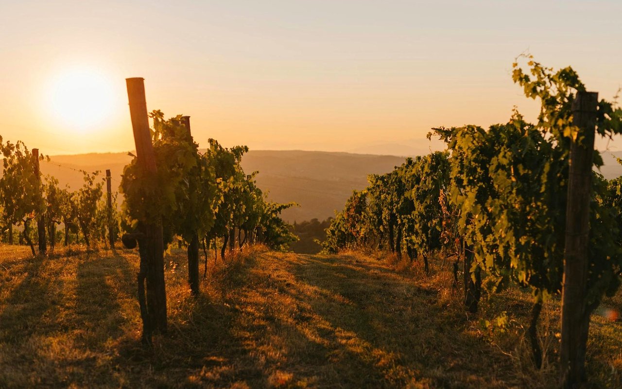 Napa Valley Vineyards and Wine Estates for Sale: What Buyers Need to Know