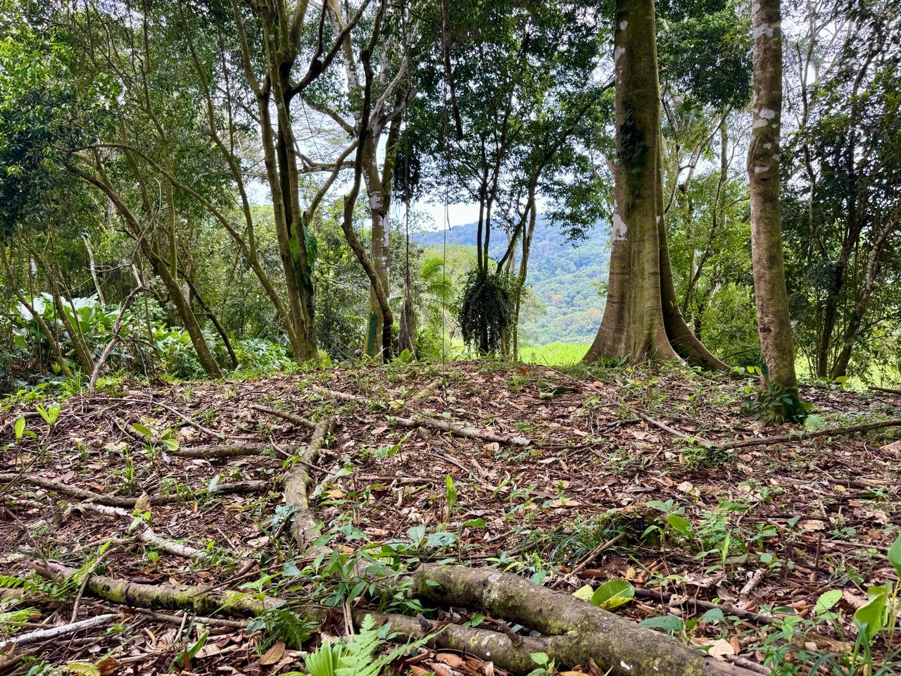 3 ACRES – Beautiful Mountain View Property, Small Ocean Window, Public Road Frontage, Multiple Building Sites, Many Fruit Trees!!!!