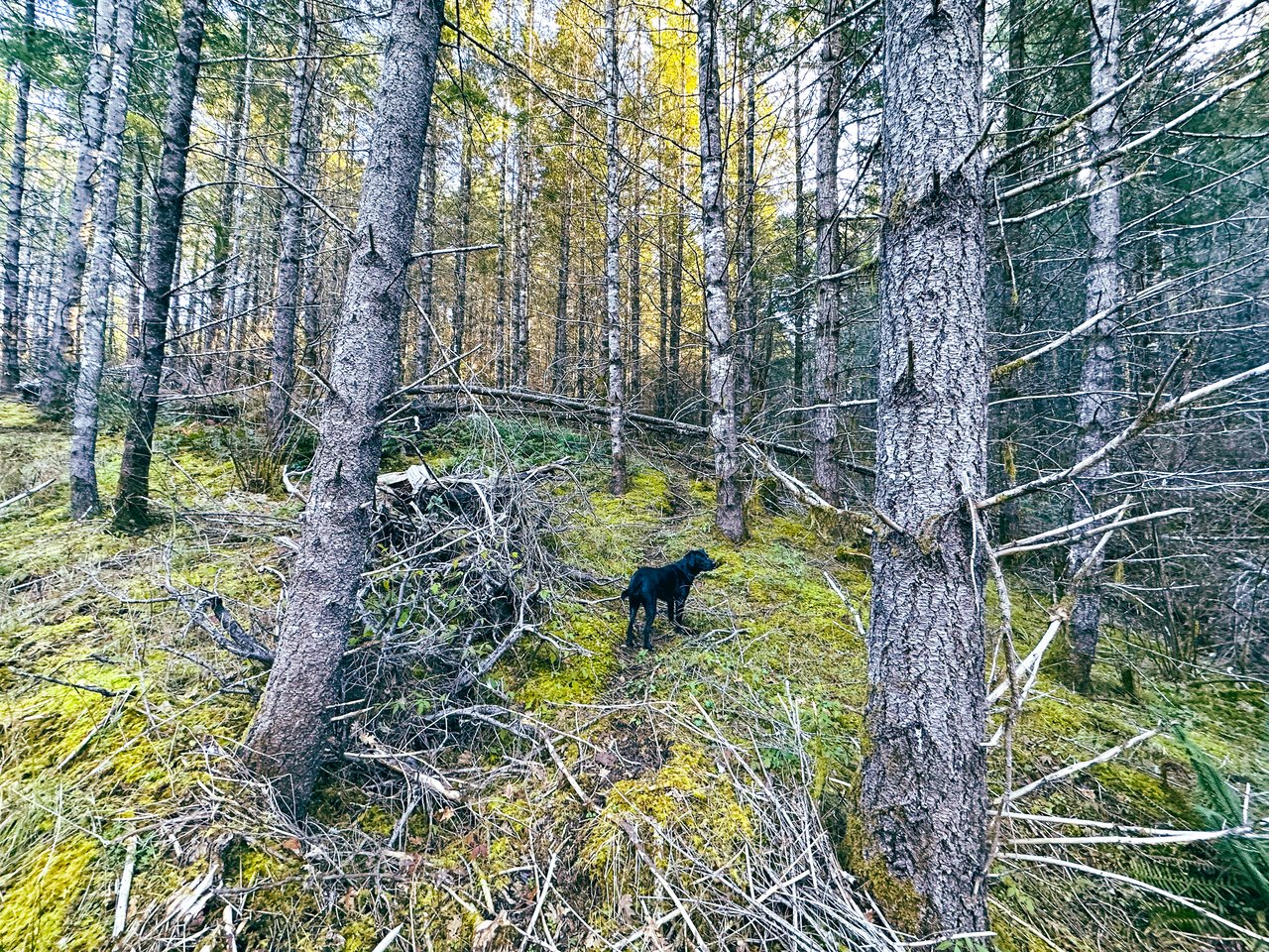 Liberty Forest Auction