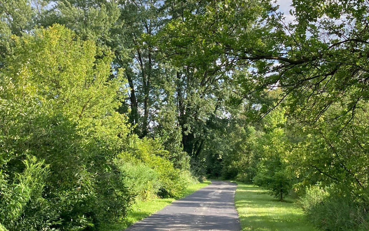 Paved road winding through dense green trees and roadside grass in Lorida.