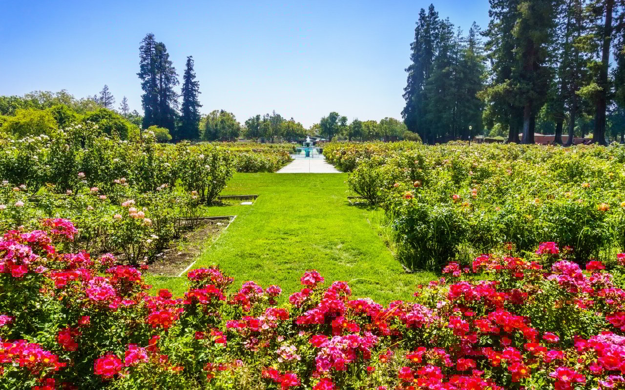 Rose Garden