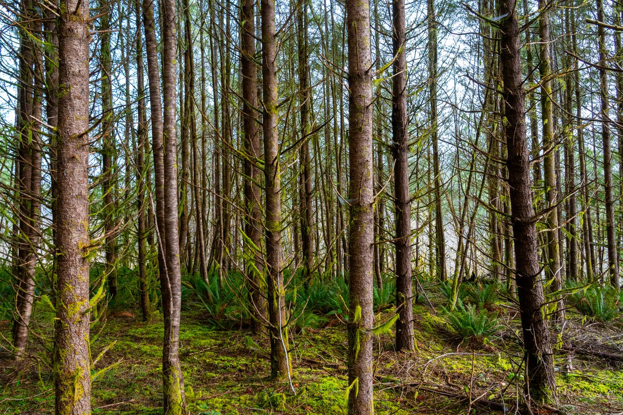 Waite Creek Woodlands