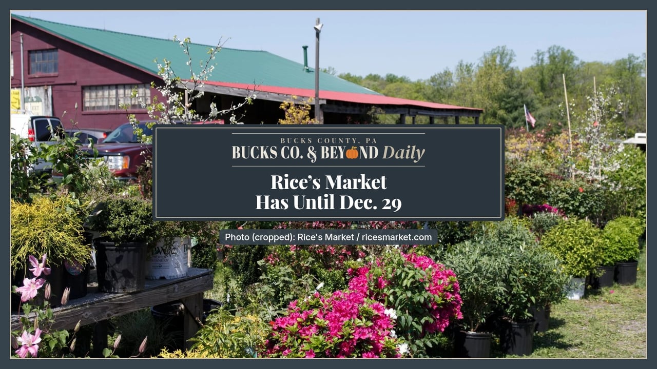 Bucks Co. & Beyond Daily: Rice's Market has until Dec. 29. Rows of blooming pink azaleas and potted shrubs in front of a maroon market building with a green roof at Rice's Market in Solebury Township on a sunny day.