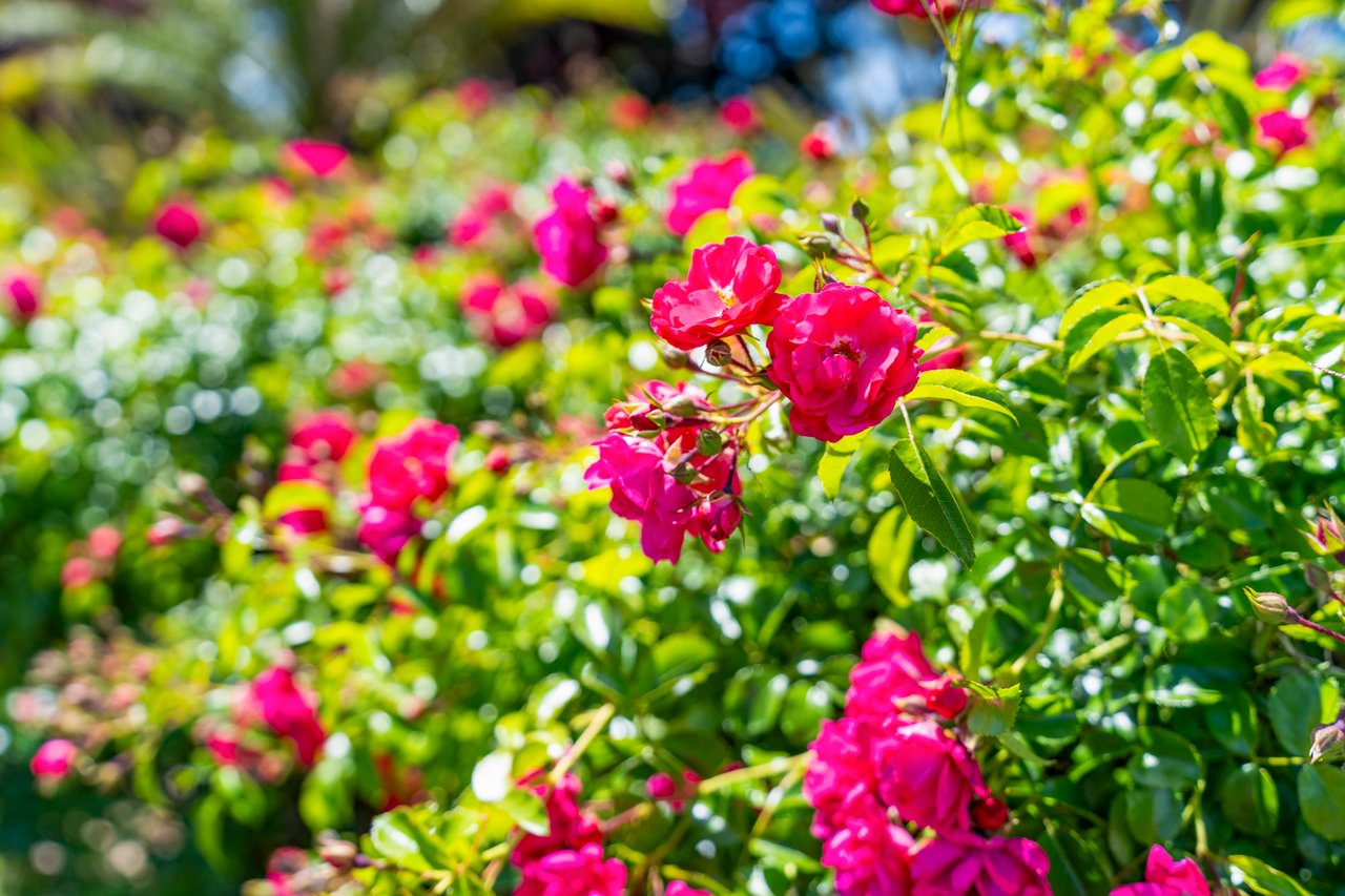 Coming Soon in South Livermore