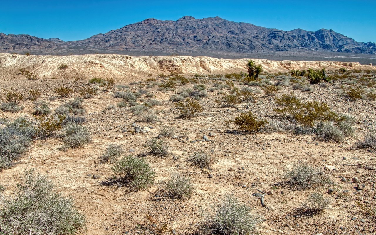 Tule Spring