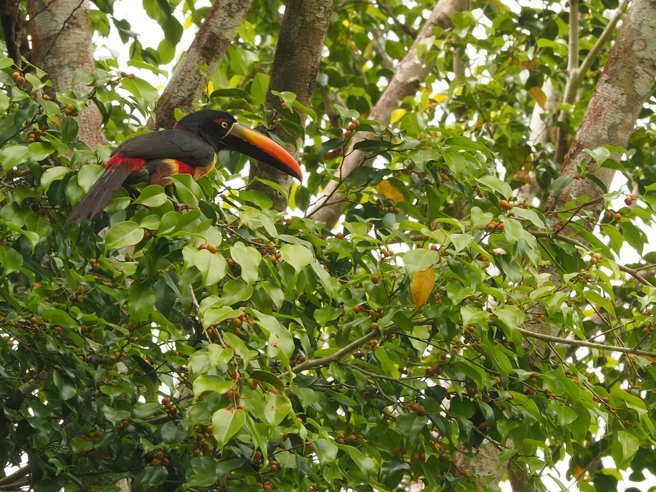 Eco Property Media Luna