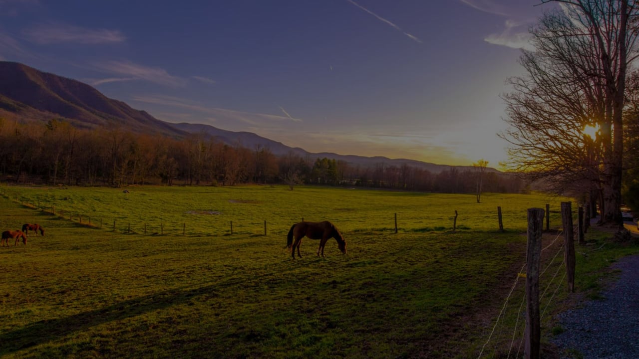 Horses graze in a fenced mountain pasture as the sun sets behind leafless trees.