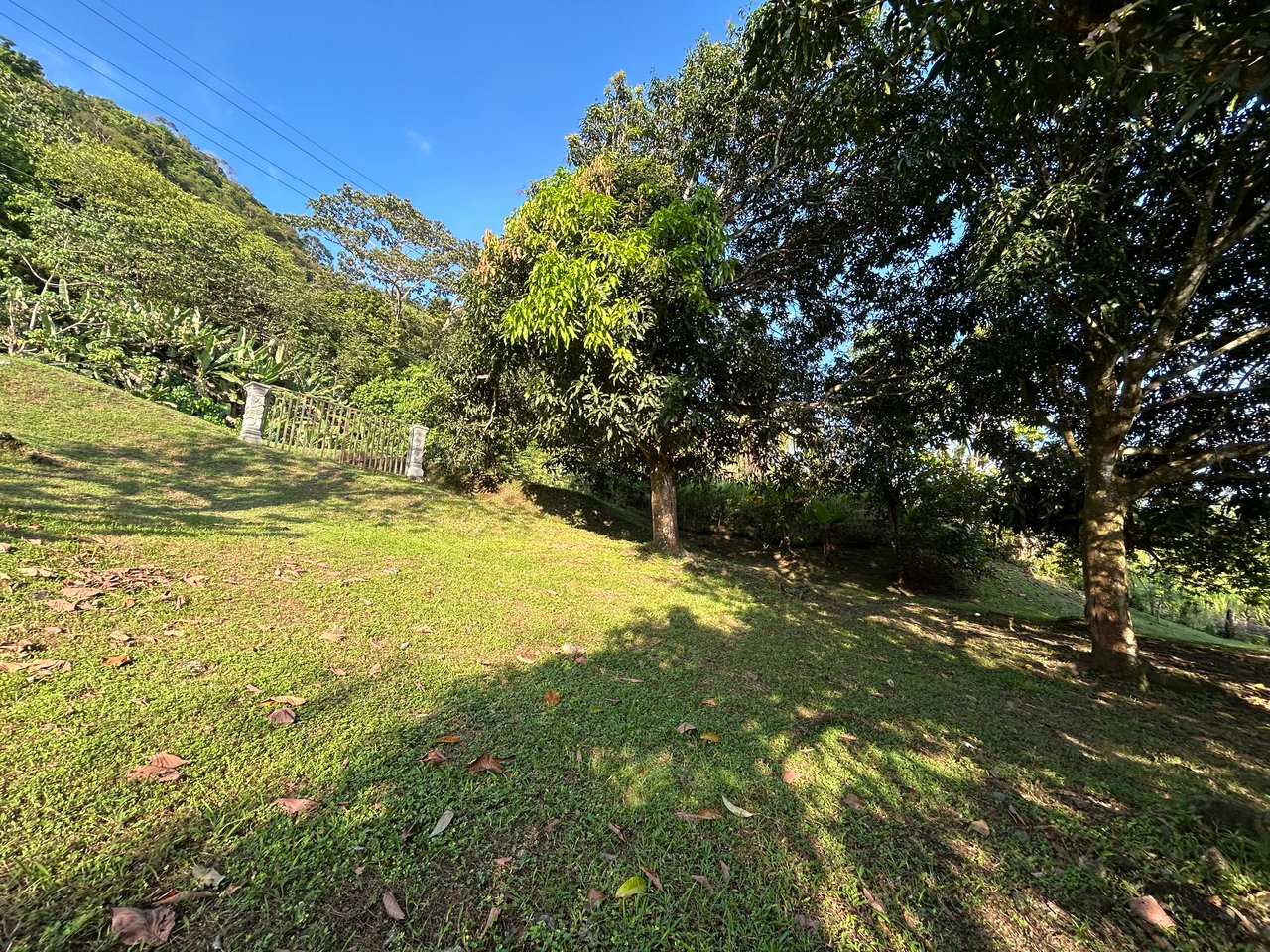 Commercial & Residential Property in Punta Mala with Producing Fruit Trees