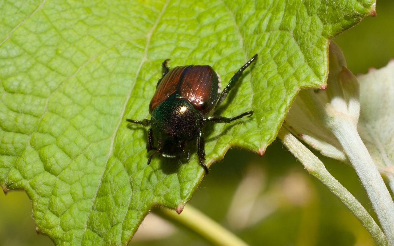 Safeguarding Your Home and Garden from Pests and Animals