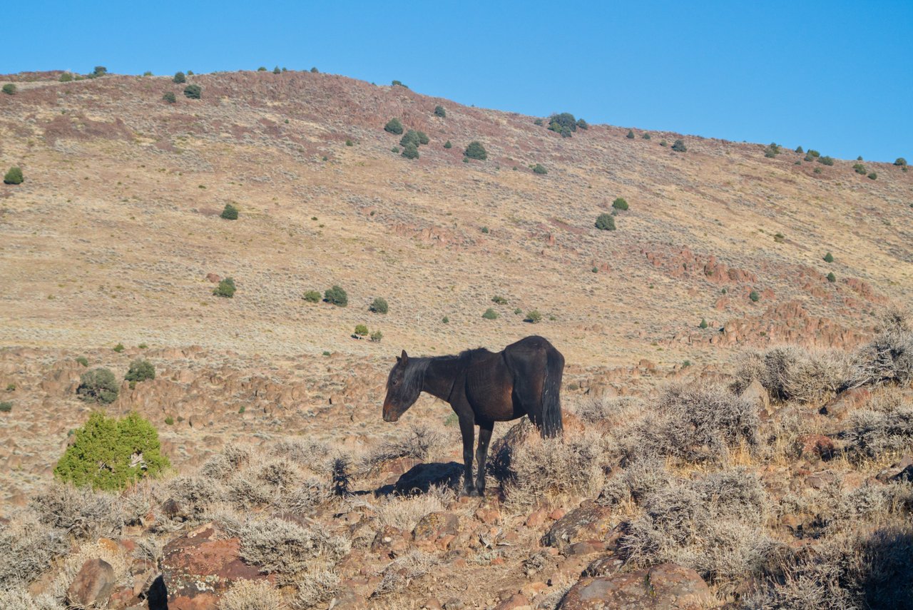 Damonte Ranch