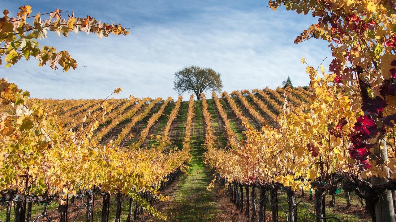 Autumn vineyard rows climb a hill, framed by golden grape leaves.