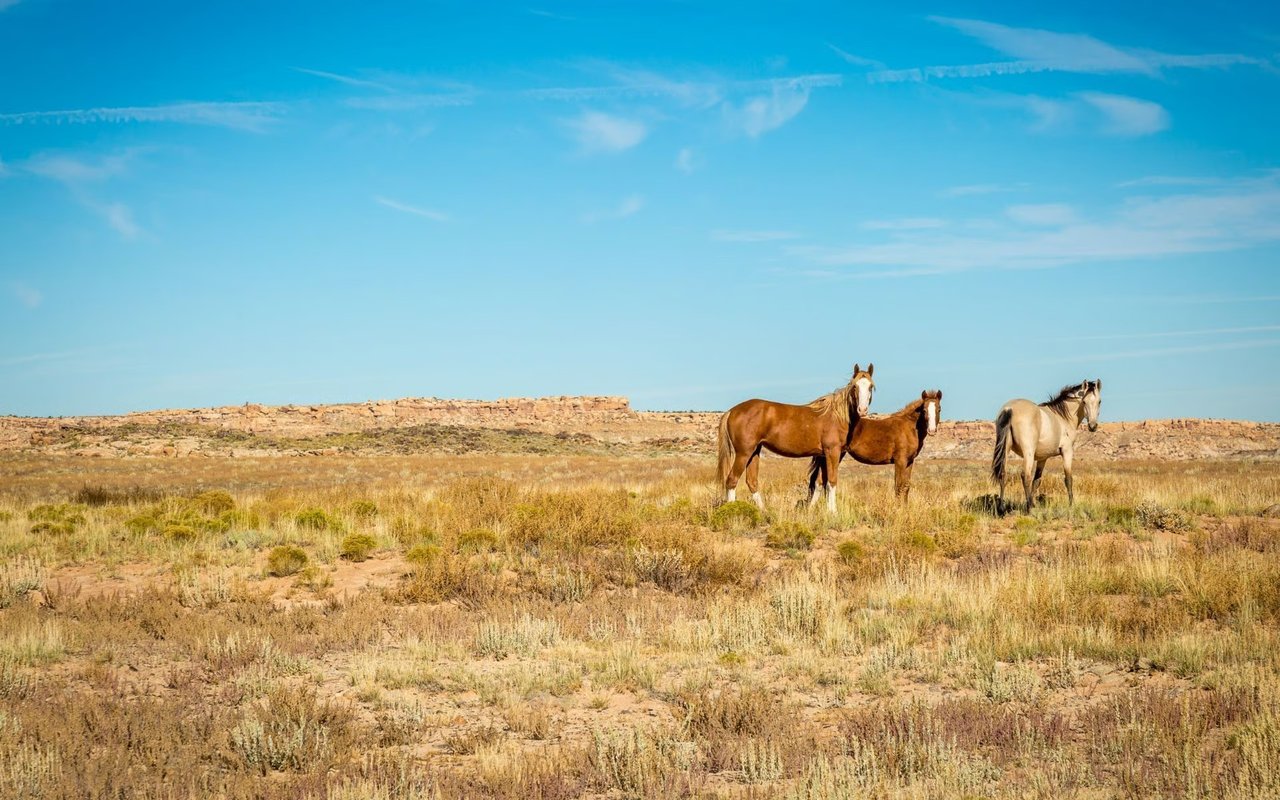 Peralta & Bosque Farms