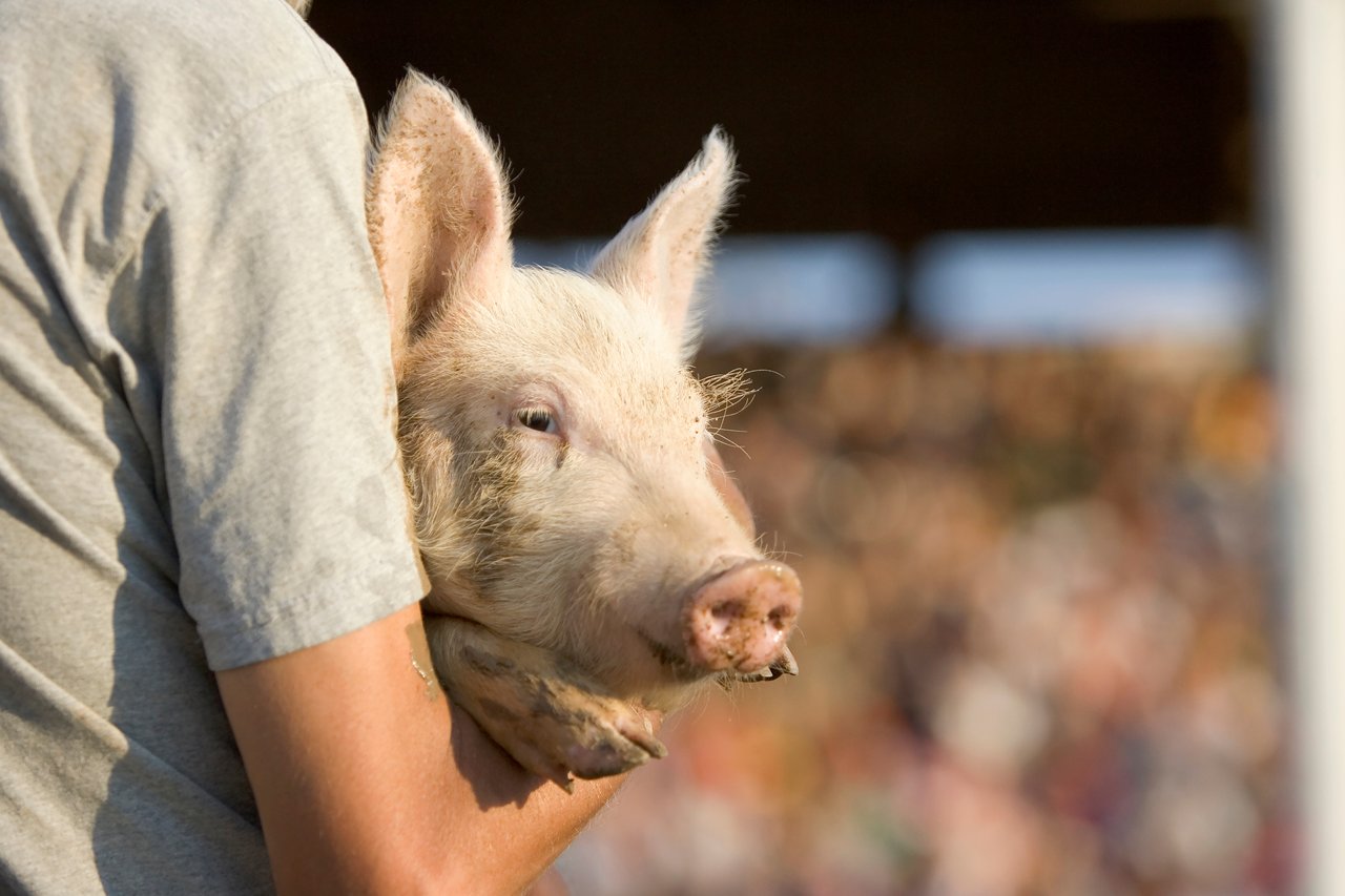 Little pig being held by a boy on a farm greased pigs were used in festivals - Vignette Realty 