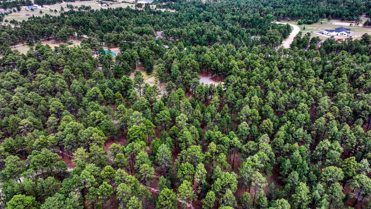 9950 Pine Park Trail