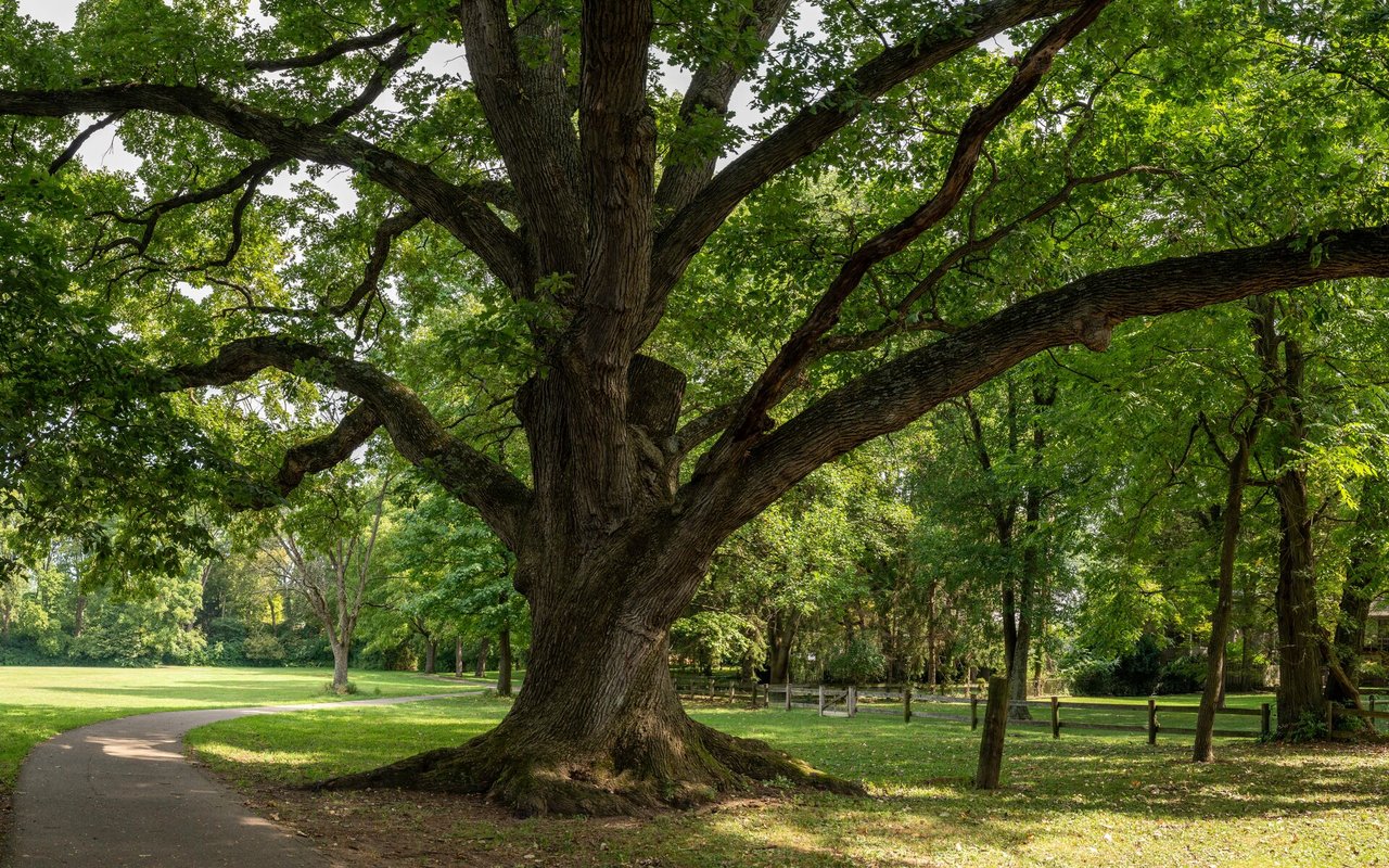 Cedar Park
