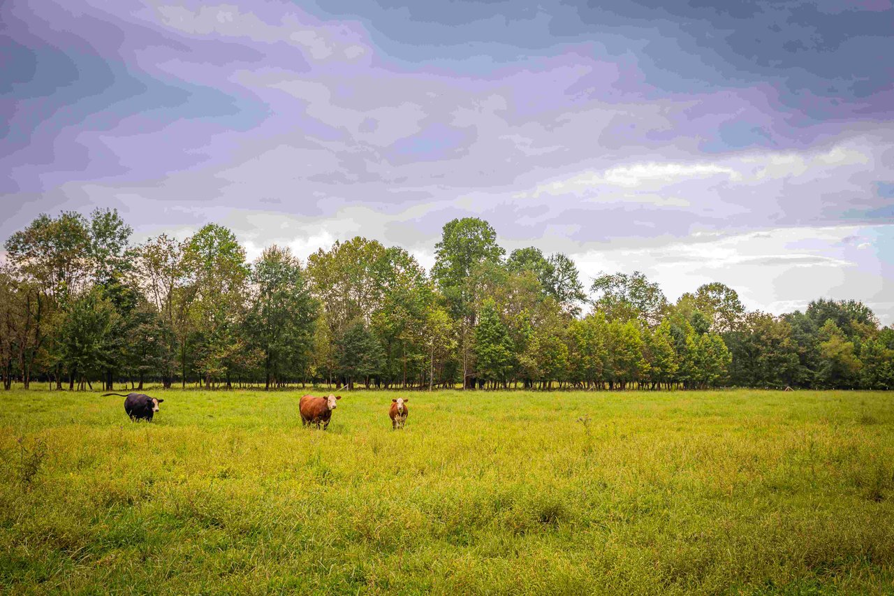 Burke County
