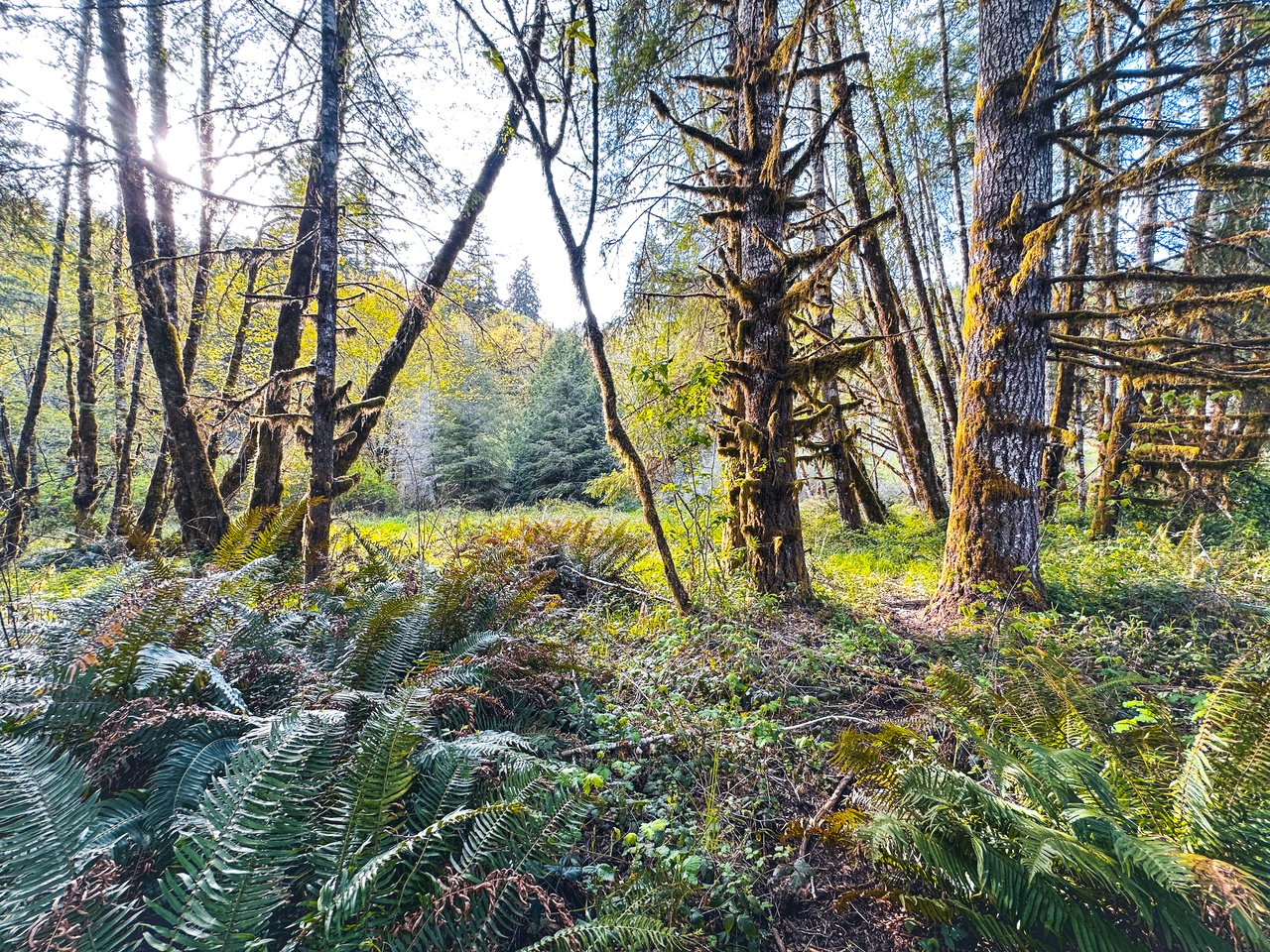 Nelson Mountain Meadows