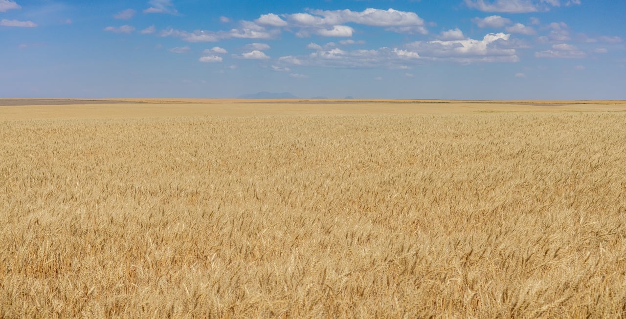 Hill County Organic & CRP Farm