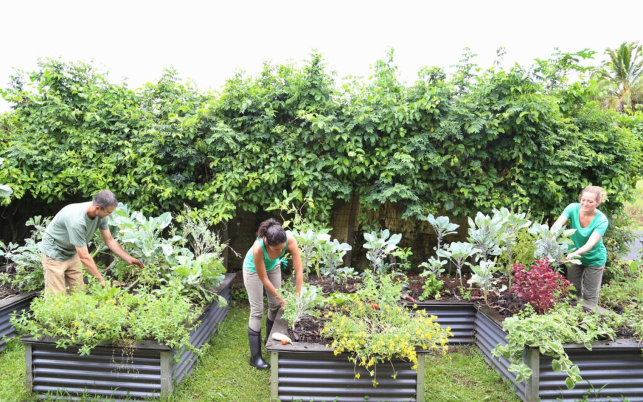 Nourishing Communities: The Benefits of Community-supported Agriculture in Neighborhoods