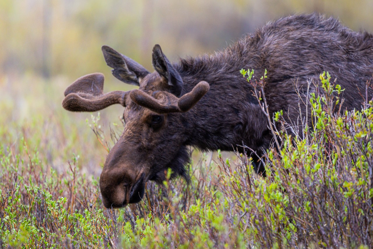 Into the Wild: Discovering Rocky Mountain National Park with Monica
