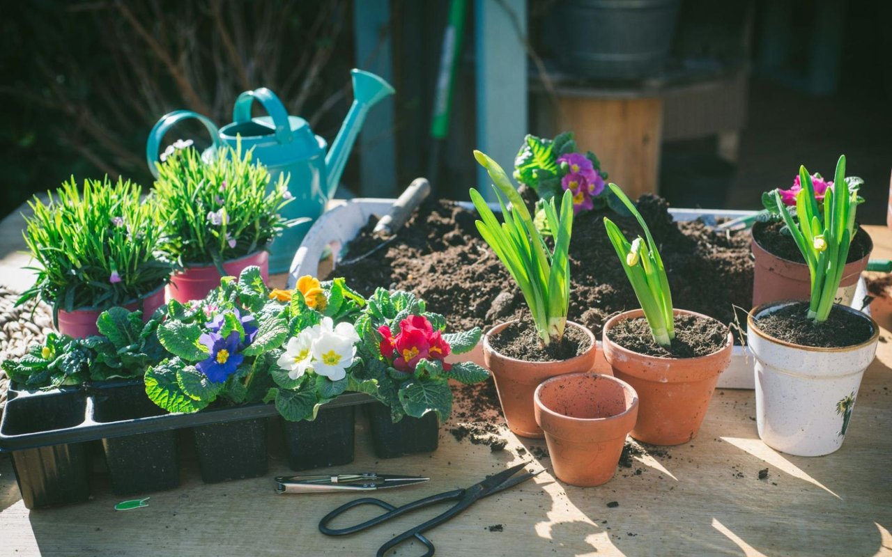 The Role of Landscaping in Boosting Your Home's Aesthetic Appeal