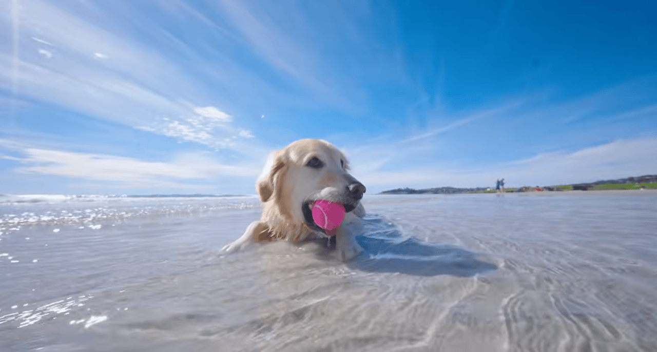 It’s a Dog’s Life in Carmel-by-the-Sea