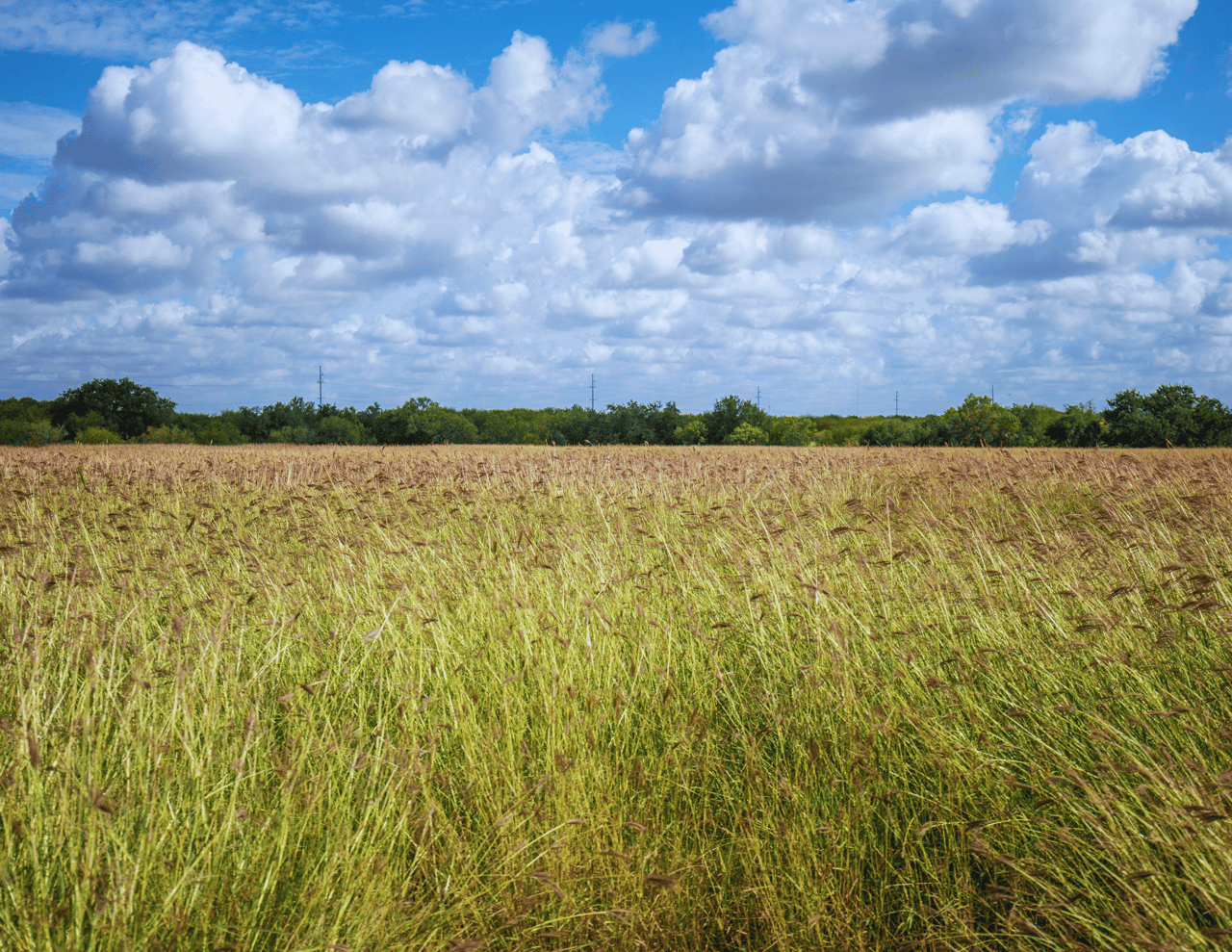 Goose Creek Ranch | 37.45± Acres | Atascosa County