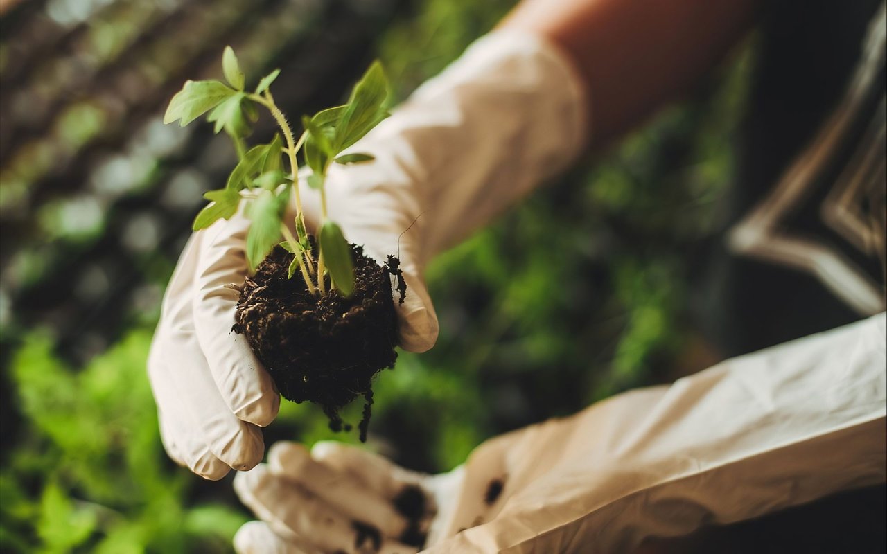 Gloved hands hold a young seedling with its soil root ball.