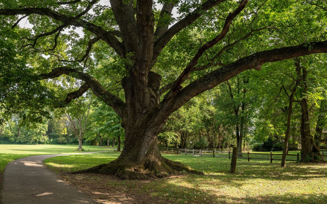 Big Oak