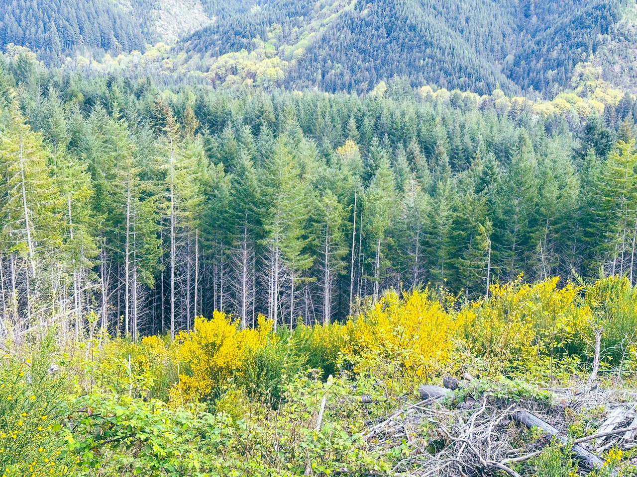 Nelson Mountain Meadows