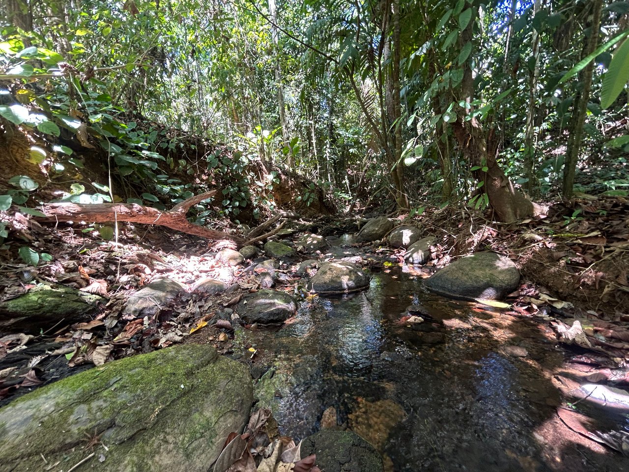 Prime 1.24-Acre Land in Matapalo / San Andrés – Ready to Build