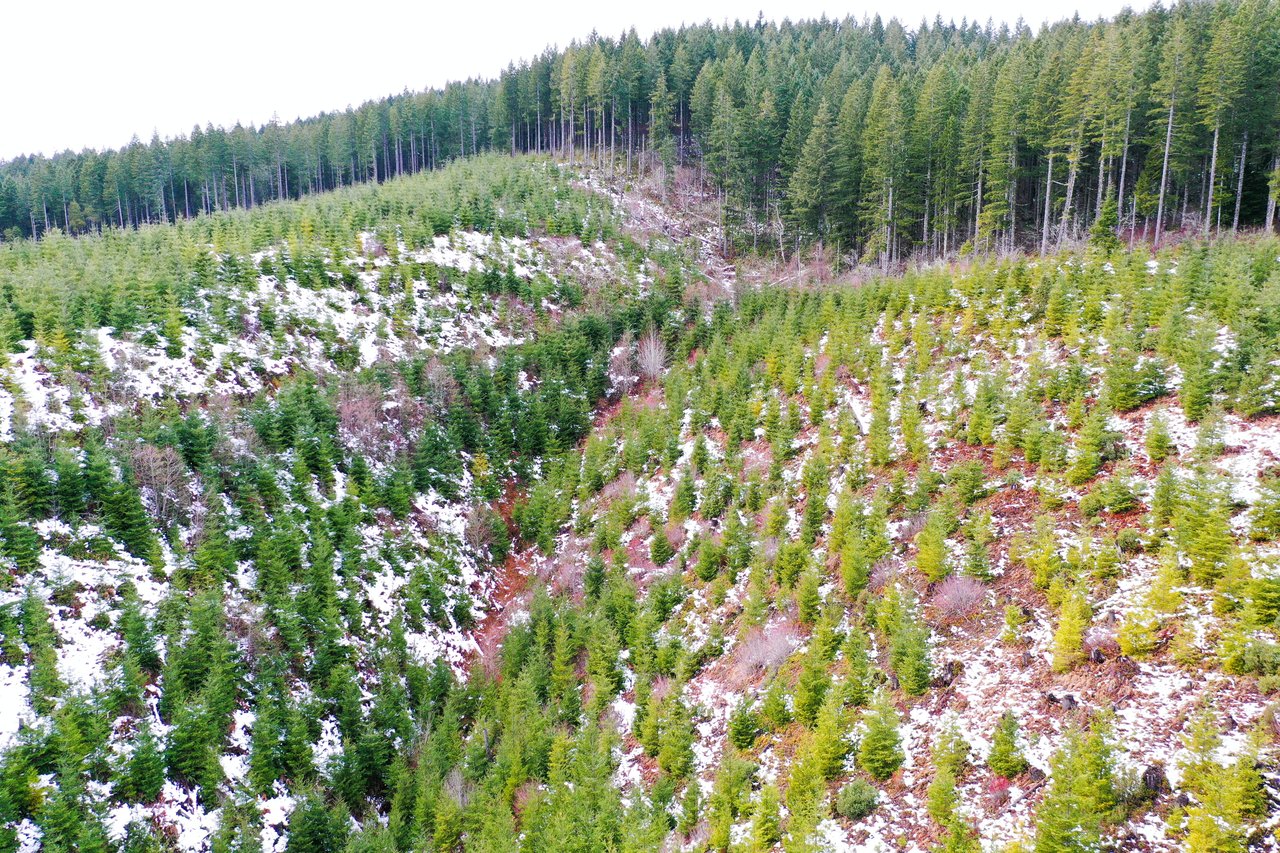 ARC Woods